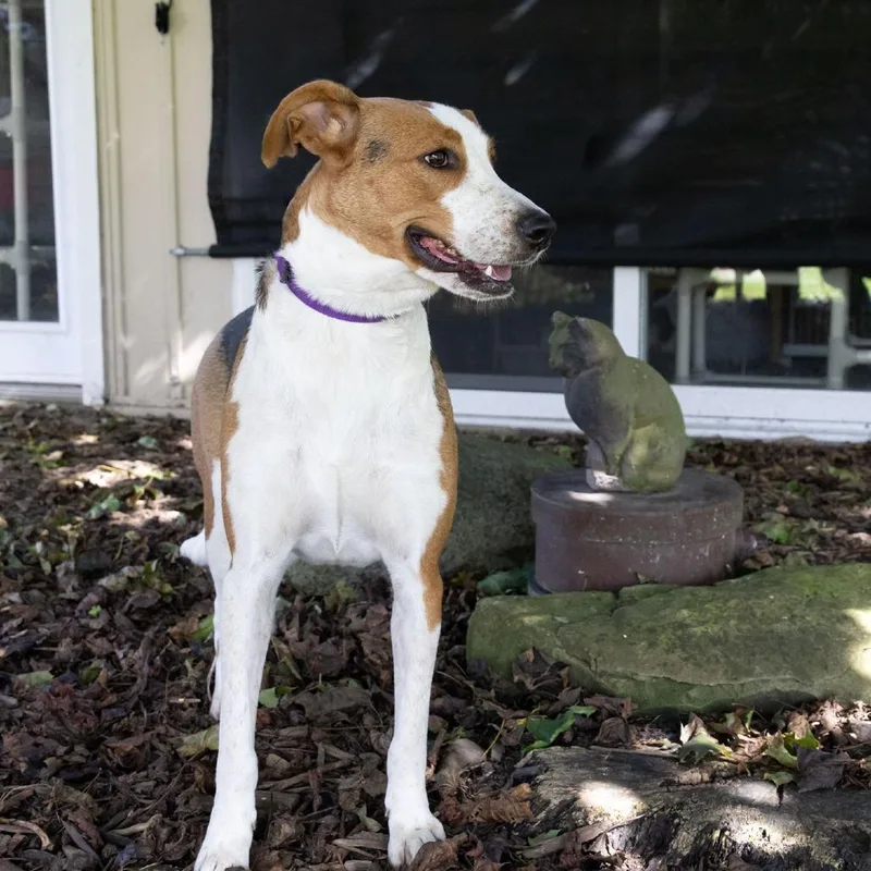 An adult large-sized female Coonhound dog named Mamma Mia for adoption in McKean, PA