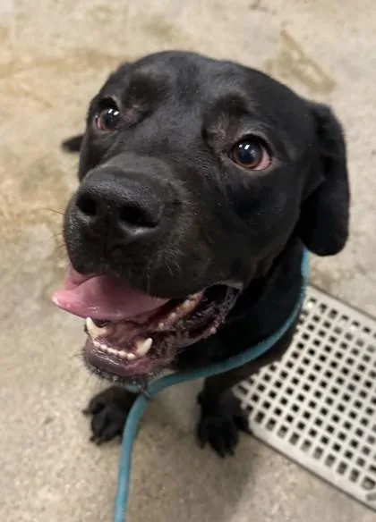 A young large-sized male Black Labrador Retriever dog named Beethoven for adoption in Cleveland, OH