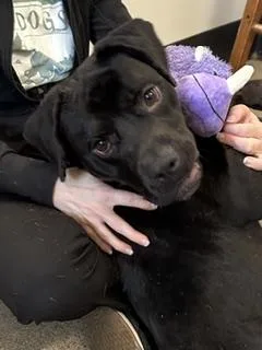 Beethoven thumbnail 2