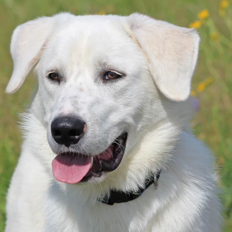A young large-sized male White / Cream Labrador Retriever dog named Gibsonloving Life for adoption in Houston, TX