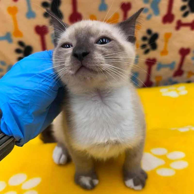 A baby small-sized male Gray / Blue / Silver Domestic Short Hair cat named Rambo for adoption in Bastrop, TX