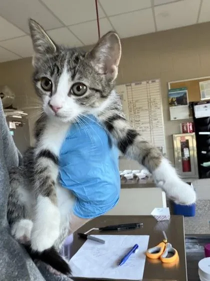 A baby small-sized female Domestic Short Hair cat named Daenerys for adoption in Westland, MI