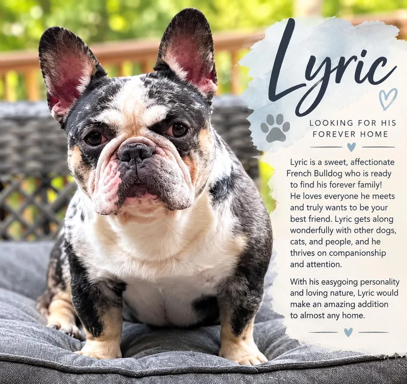 An adult medium-sized male French Bulldog dog named Lyric for adoption in Greenwich, NY