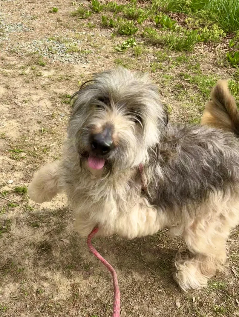 An adult medium-sized female Gray / Blue / Silver Wheaten Terrier dog named Happy for adoption in Pittsboro, NC