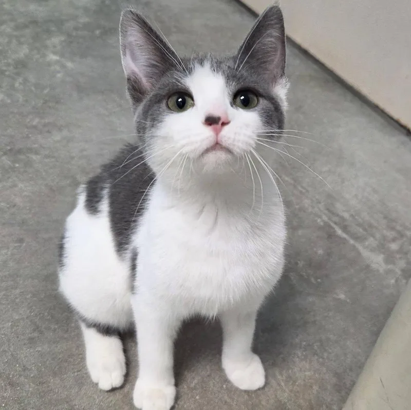 A young medium-sized female Gray & White Domestic Short Hair cat named Disco for adoption in Chilton, WI