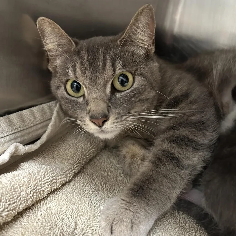 An adult medium-sized female Gray / Blue / Silver Domestic Short Hair cat named Betty for adoption in Leander, TX