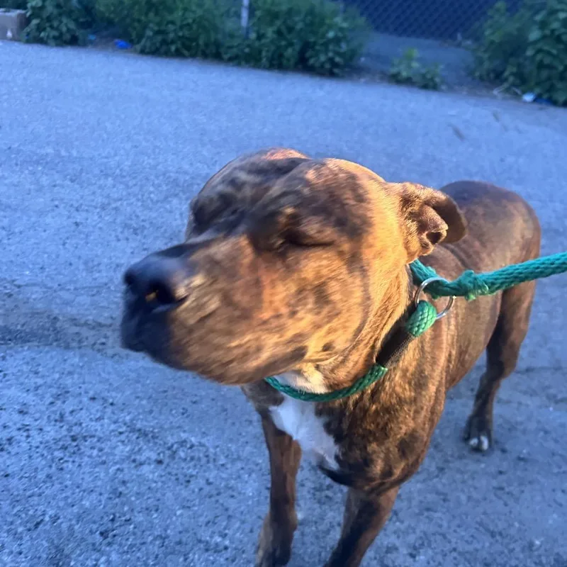 An adult large-sized female Brindle Mixed Breed dog named Marge for adoption in Philadelphia, PA