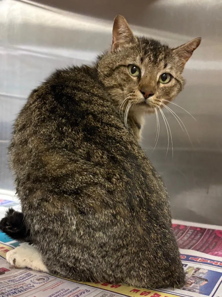 A young large-sized male Tabby cat named Abraham Limpin' for adoption in Nacogdoches, TX