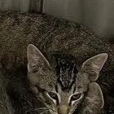 A baby small-sized male Brown / Chocolate Domestic Short Hair cat named Aidan for adoption in Hannibal, MO