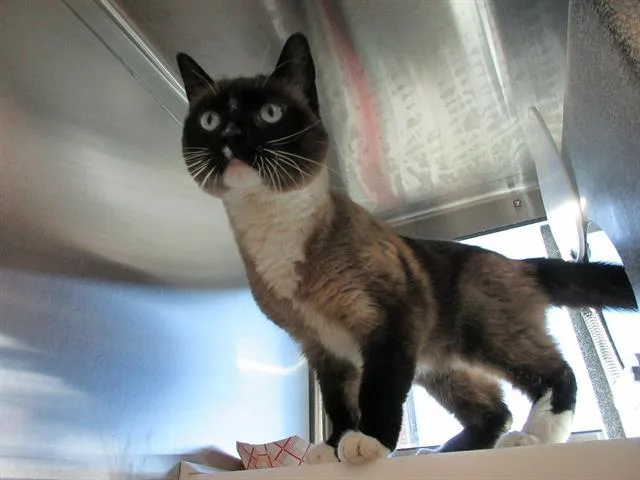 An adult medium-sized female Snowshoe cat named Natsya for adoption in Colorado Springs, CO