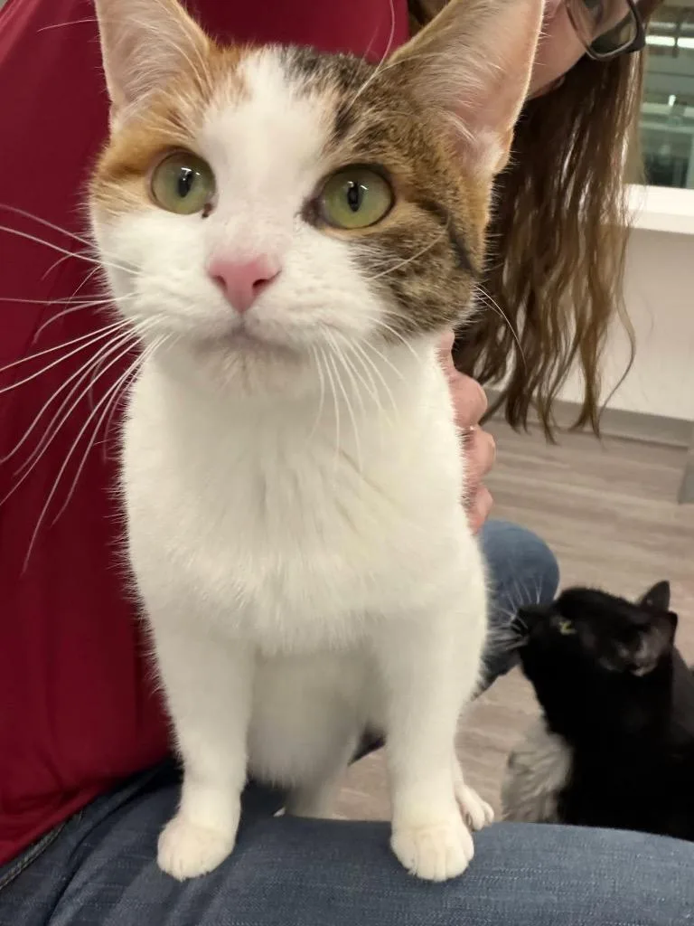 A baby large-sized female Domestic Short Hair cat named Laura for adoption in Glenfield, NY