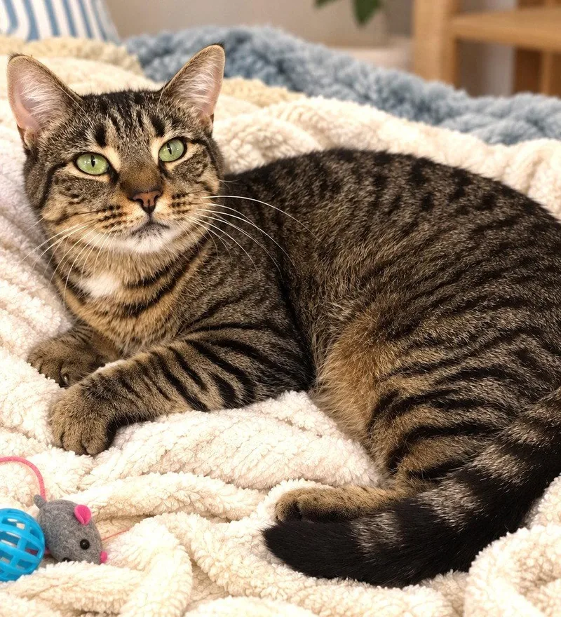 A young medium-sized female Domestic Short Hair cat named Jesse yr AVA for adoption in Sterling, MA