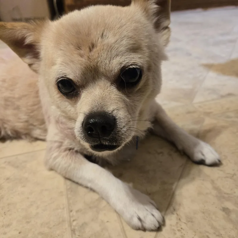 A senior small-sized male Apricot / Beige Chihuahua dog named Balto for adoption in Springfield, MO