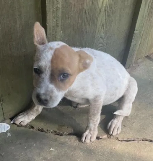 A baby medium-sized male Hound dog named Red for adoption in Zimmerman, MN
