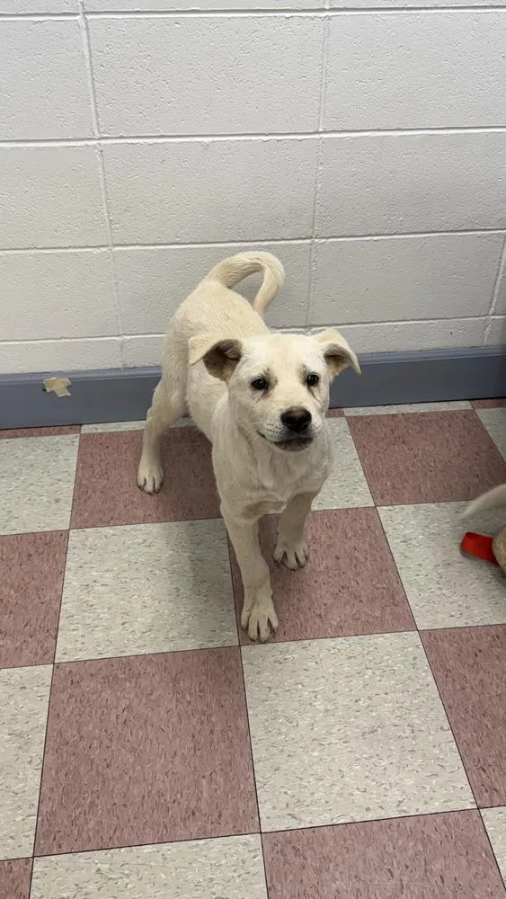 A baby large-sized male White / Cream Akita dog named Anthony for adoption in Ontario, CA