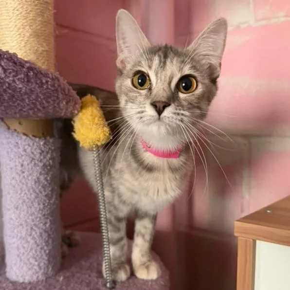 A young small-sized female Tortoiseshell Domestic Short Hair cat named Jwoww for adoption in Laredo, TX