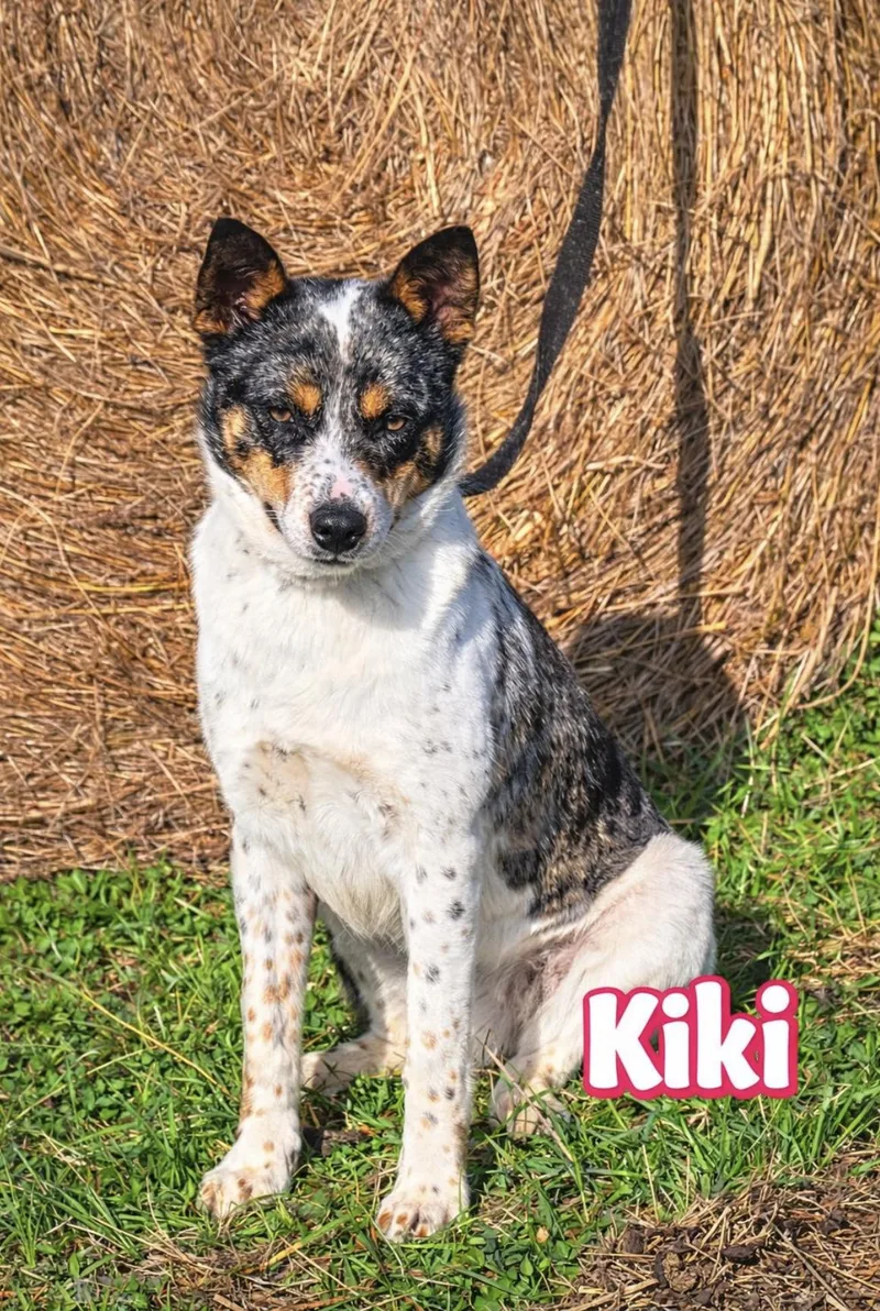 Kiki