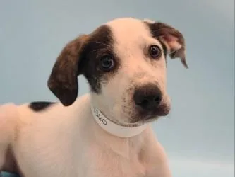 A baby large-sized male Hound dog named Owen for adoption in Golden Valley, MN