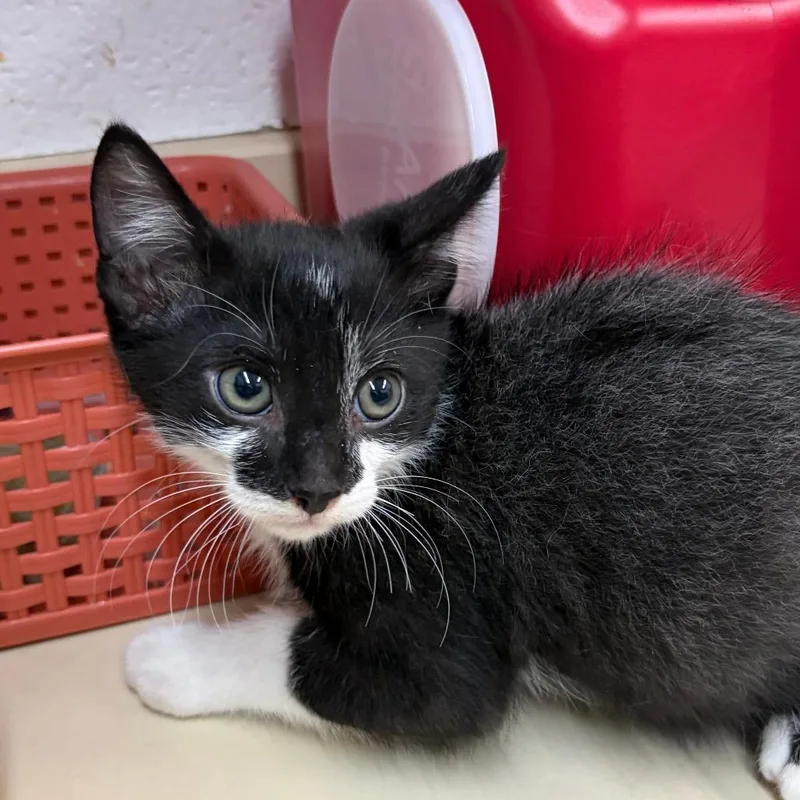 A baby small-sized male Black Domestic Short Hair cat named Mochi for adoption in Ardmore, OK