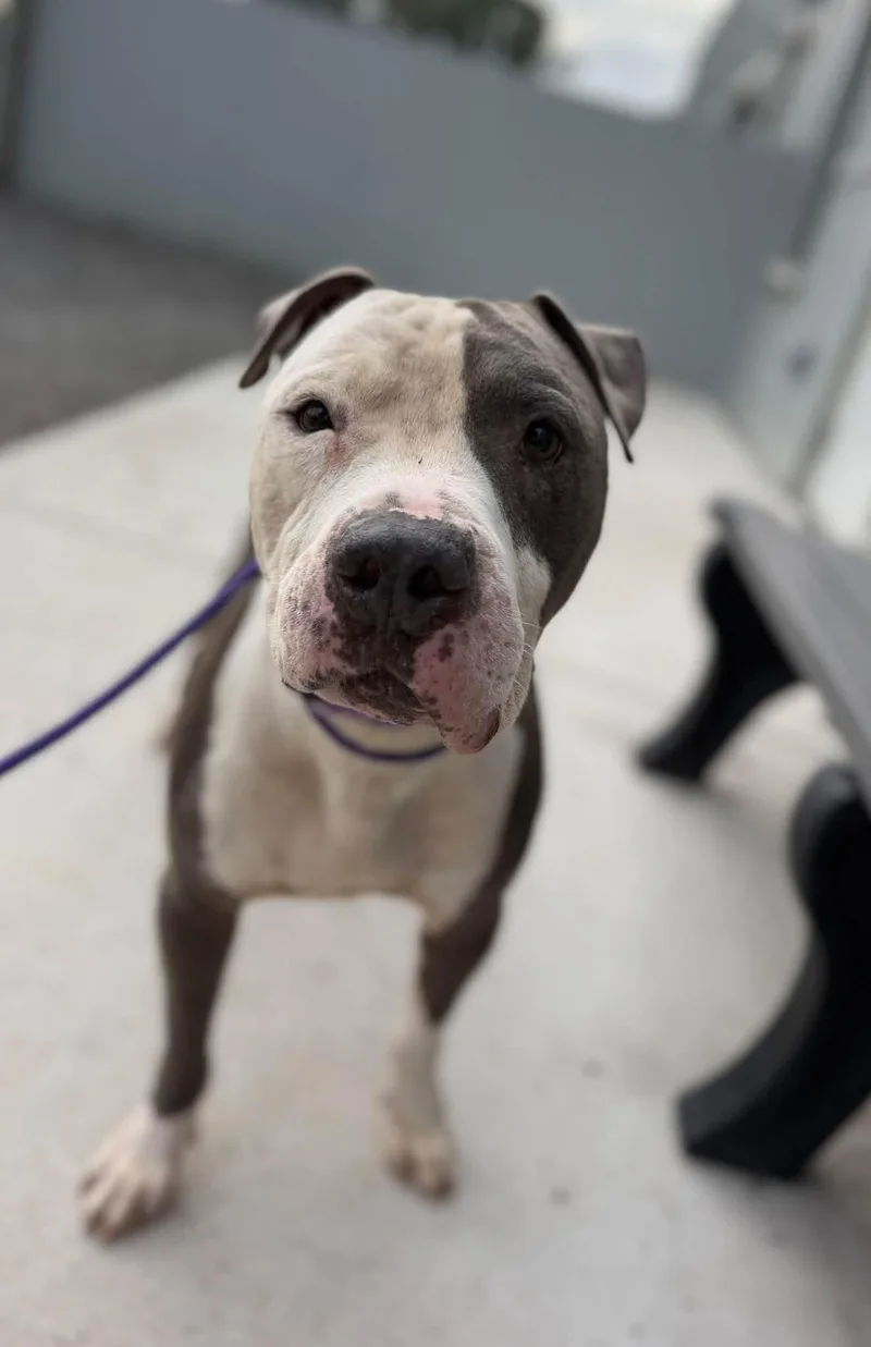 An adult large-sized male Pit Bull Terrier dog named Toby for adoption in Manassas, VA