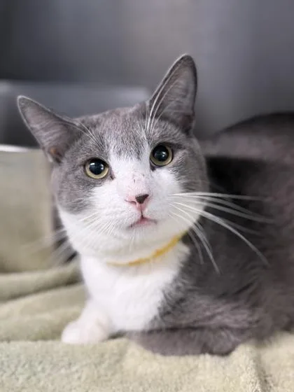 An adult medium-sized male Domestic Short Hair cat named White Socks for adoption in West Chester, PA