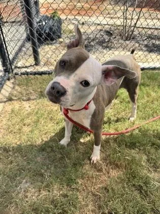 An adult medium-sized female Pit Bull Terrier dog named Pika for adoption in Atlanta, GA