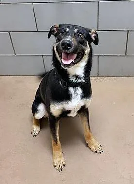 An adult medium-sized male Black Mixed Breed dog named Venusaur for adoption in Nashville, TN