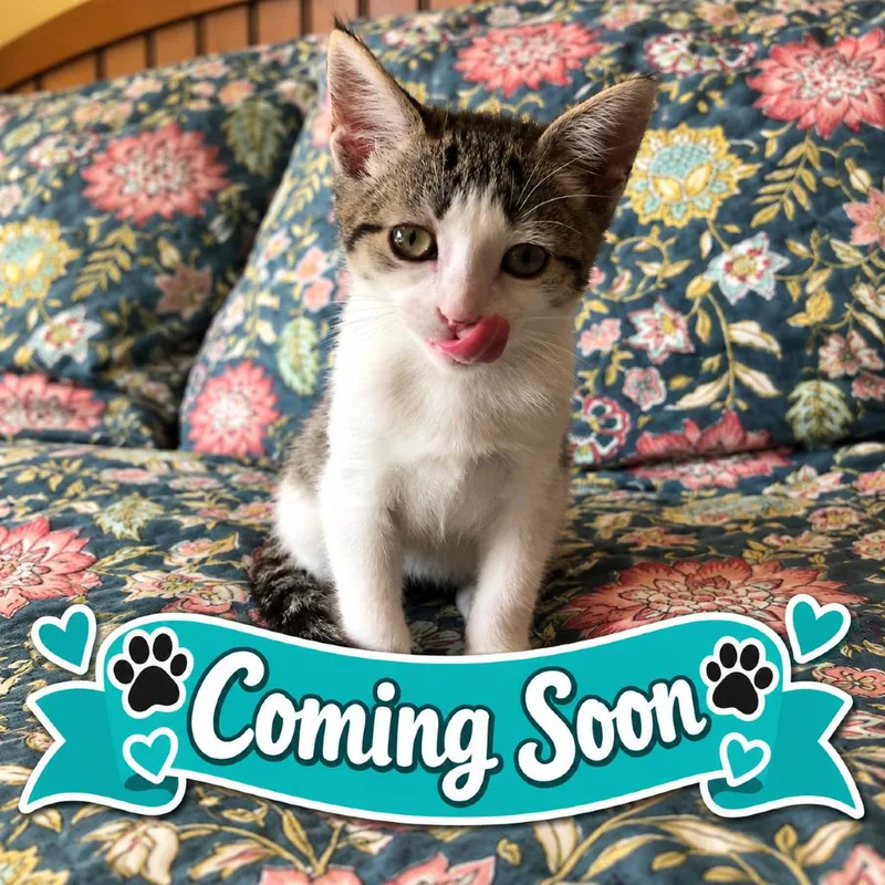 A baby small-sized female White Domestic Short Hair cat named Serena for adoption in Pleasant Hill, CA