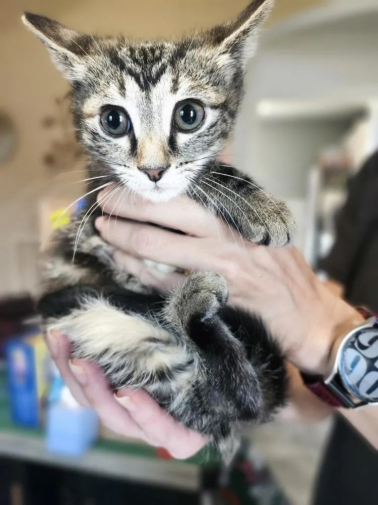 A baby small-sized female Domestic Short Hair cat named Sleepy for adoption in Elyria, OH