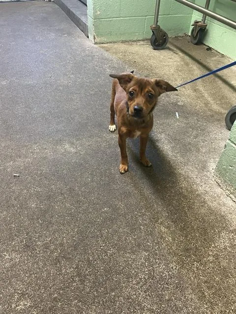 A young small-sized female Chihuahua dog named Bonnie for adoption in Sacramento, CA
