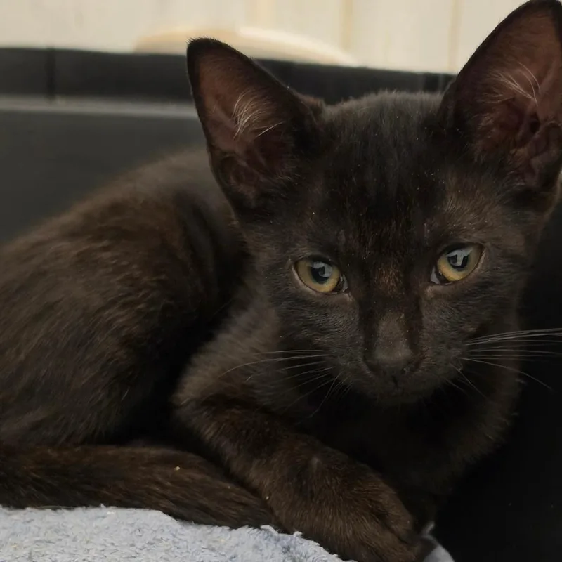 A young medium-sized female Black Domestic Short Hair cat named Rouex for adoption in Parkland, FL