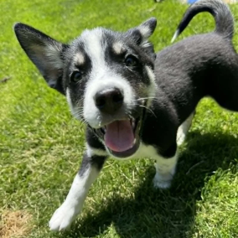 A baby medium-sized male Black Husky dog named Sam for adoption in Olathe, KS