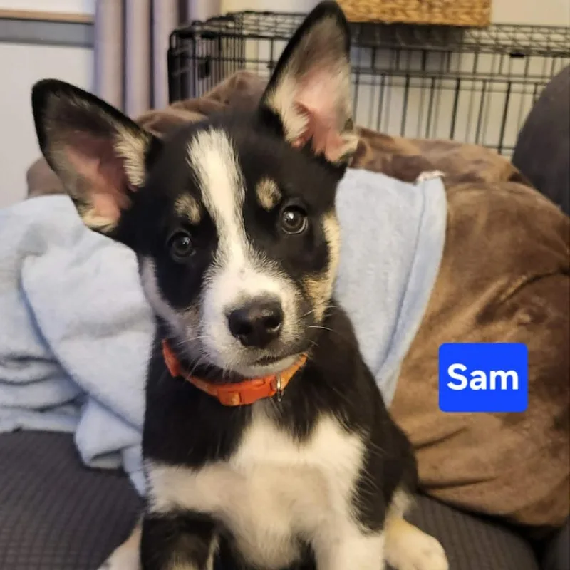Sam thumbnail 3