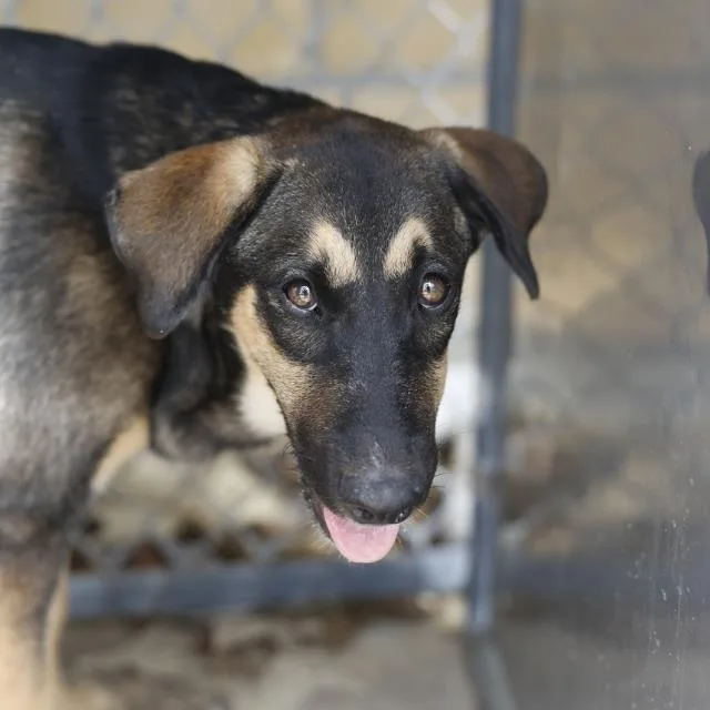 A baby medium-sized female Shepherd dog named Tiana for adoption in San Antonio, TX