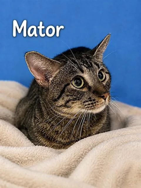 A young small-sized male Domestic Short Hair cat named Mator for adoption in Westminster, MD