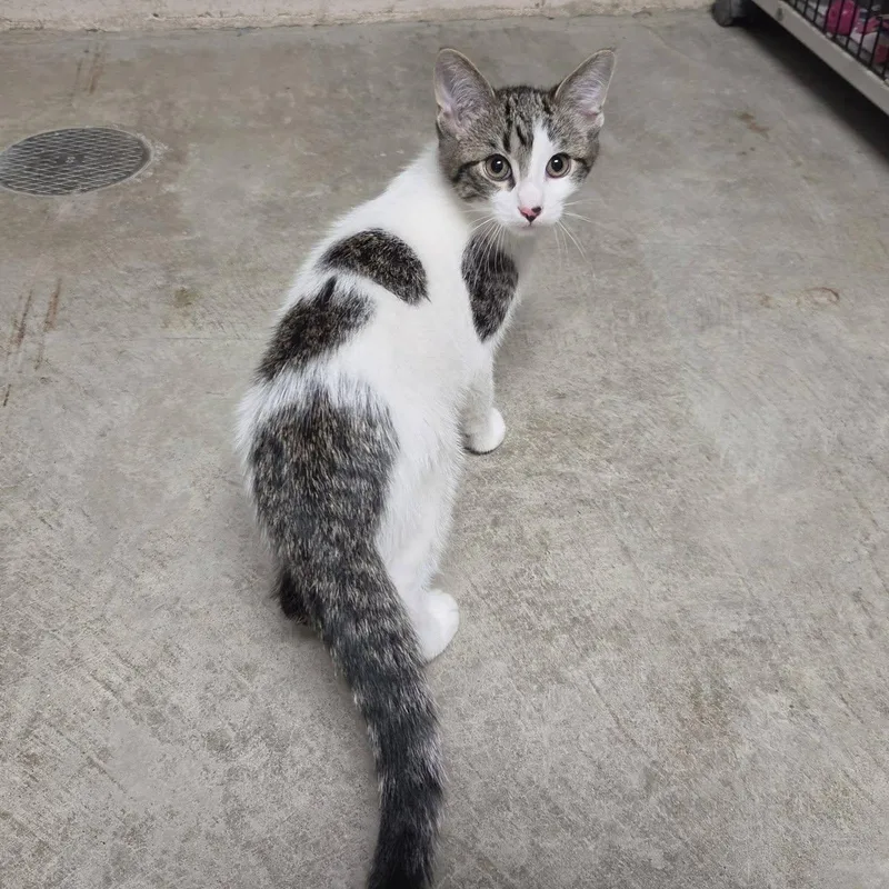 A baby medium-sized male White Domestic Short Hair cat named Mombie for adoption in Chilton, WI