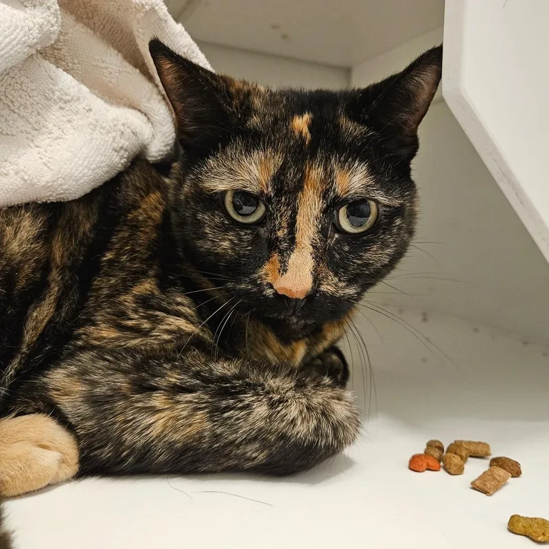 A senior small-sized female Domestic Short Hair cat named Nell for adoption in Los Angeles, CA