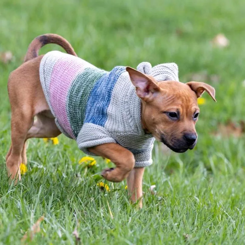 A baby medium-sized female Red / Chestnut / Orange Pit Bull Terrier dog named Ember for adoption in Detroit, MI