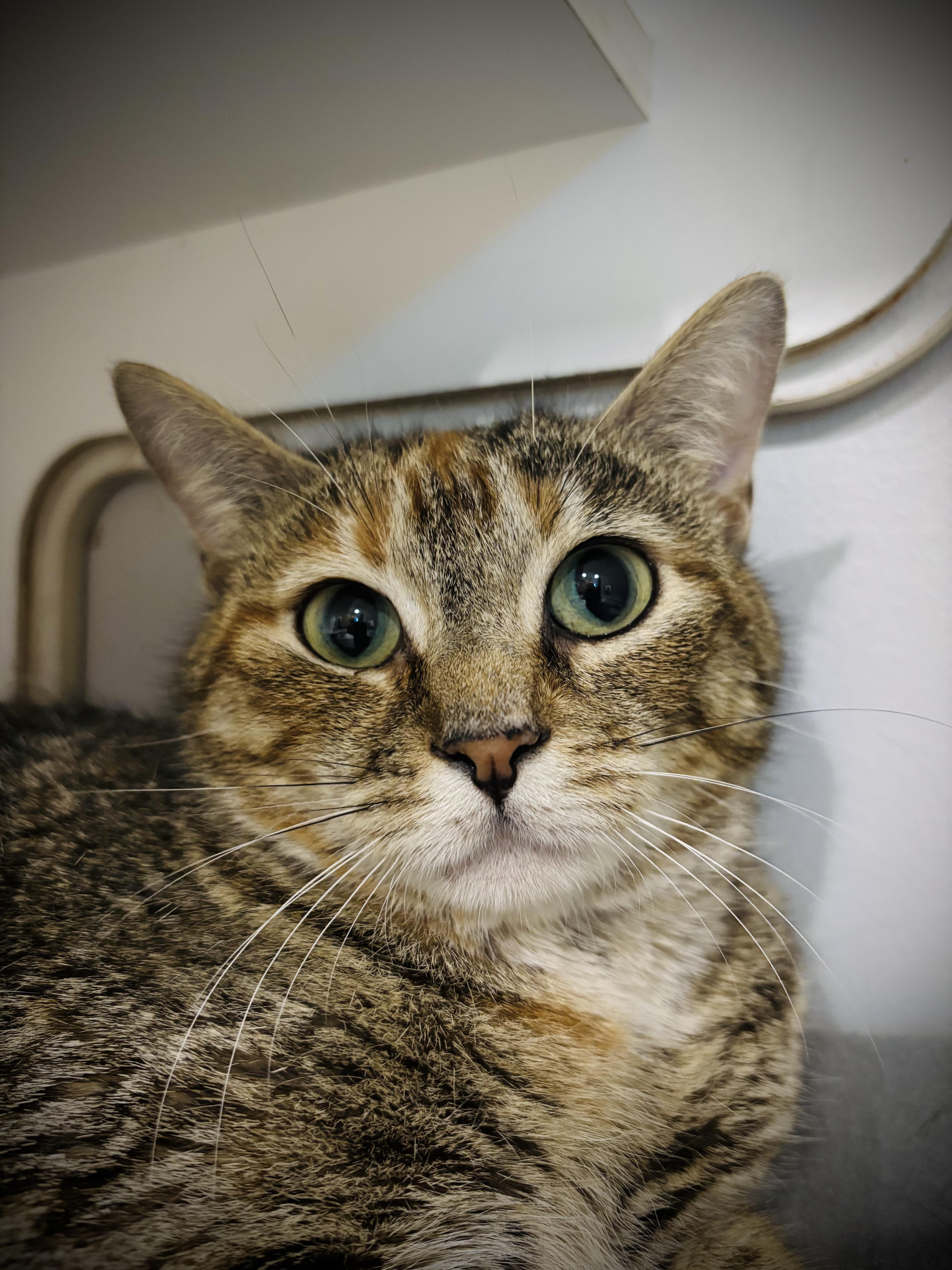 A young medium-sized female Tabby (Brown / Chocolate) Domestic Short Hair cat named Greta for adoption in Buffalo, NY