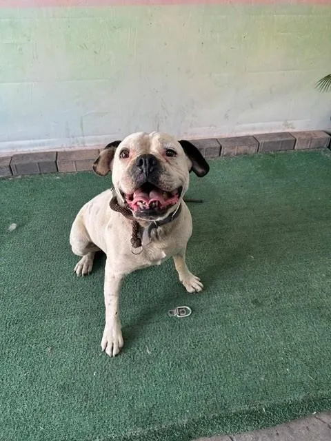 An adult medium-sized male Boxer dog named Max for adoption in Baldwin Park, CA