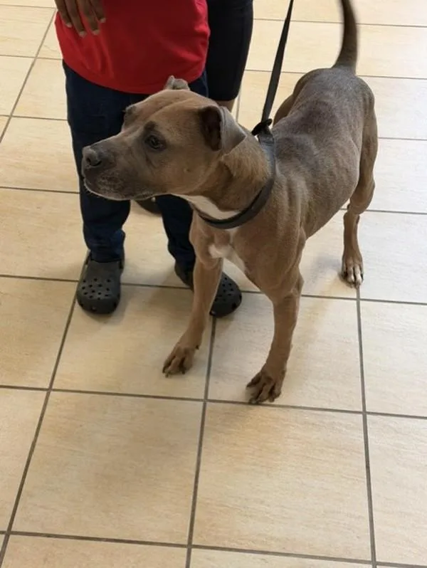 An adult large-sized female American Staffordshire Terrier dog named Lola for adoption in Virginia Beach, VA
