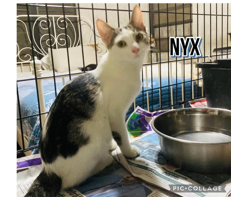 A young small-sized female Domestic Short Hair cat named Nyx for adoption in Villalba, PR