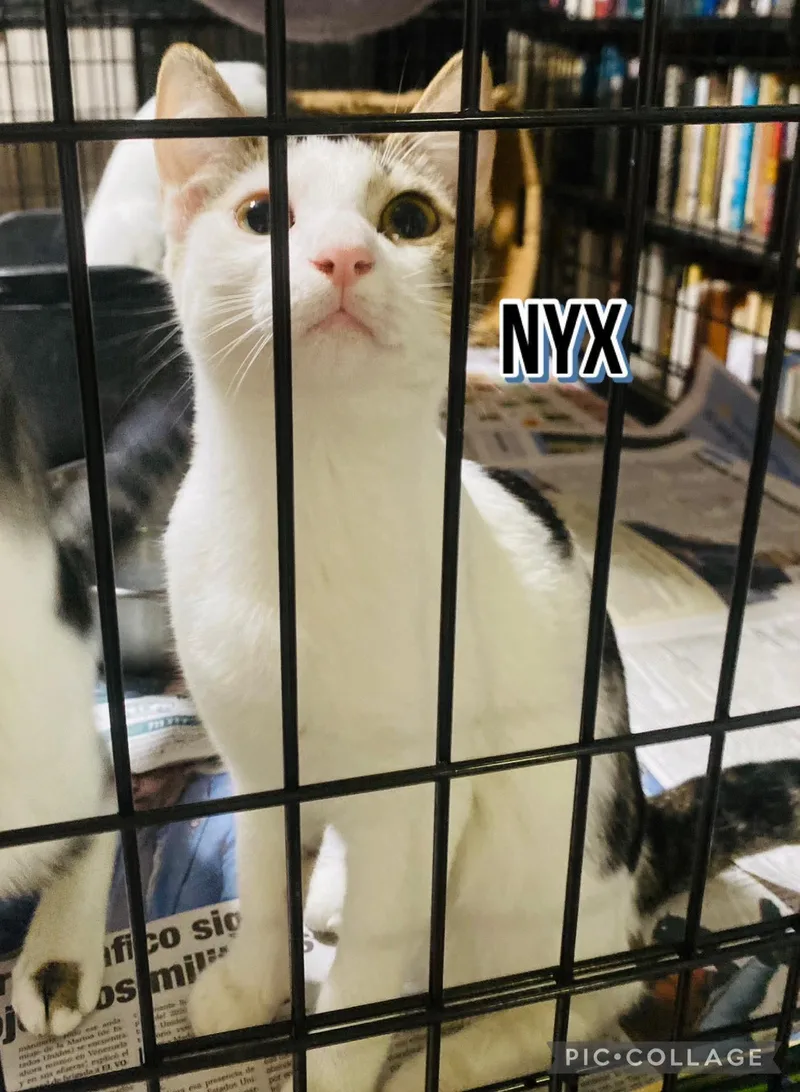 Nyx thumbnail 3
