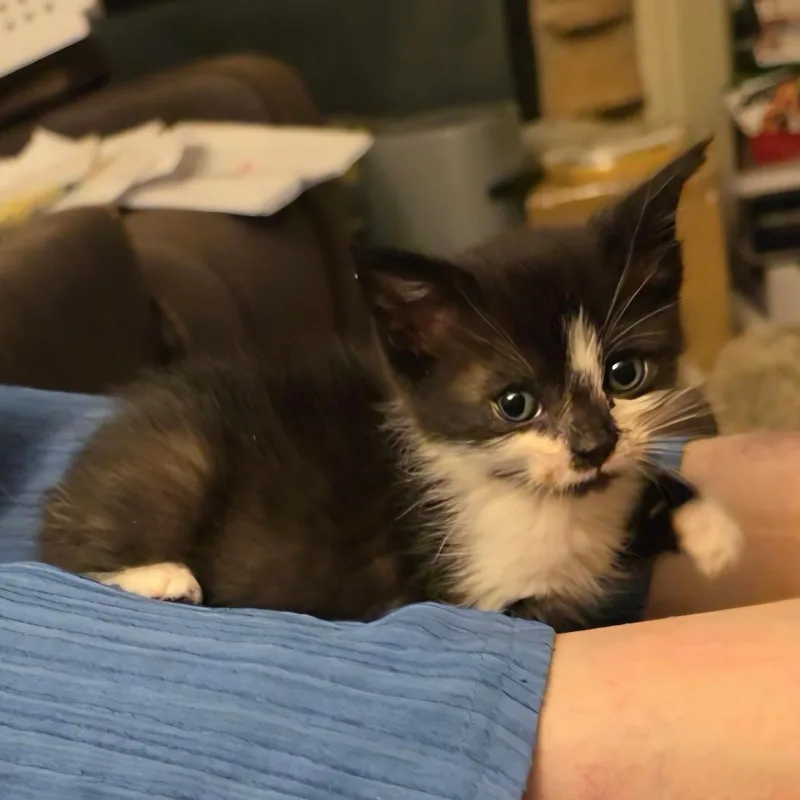 A baby small-sized female Black Domestic Short Hair cat named Penni for adoption in Grantsville, UT