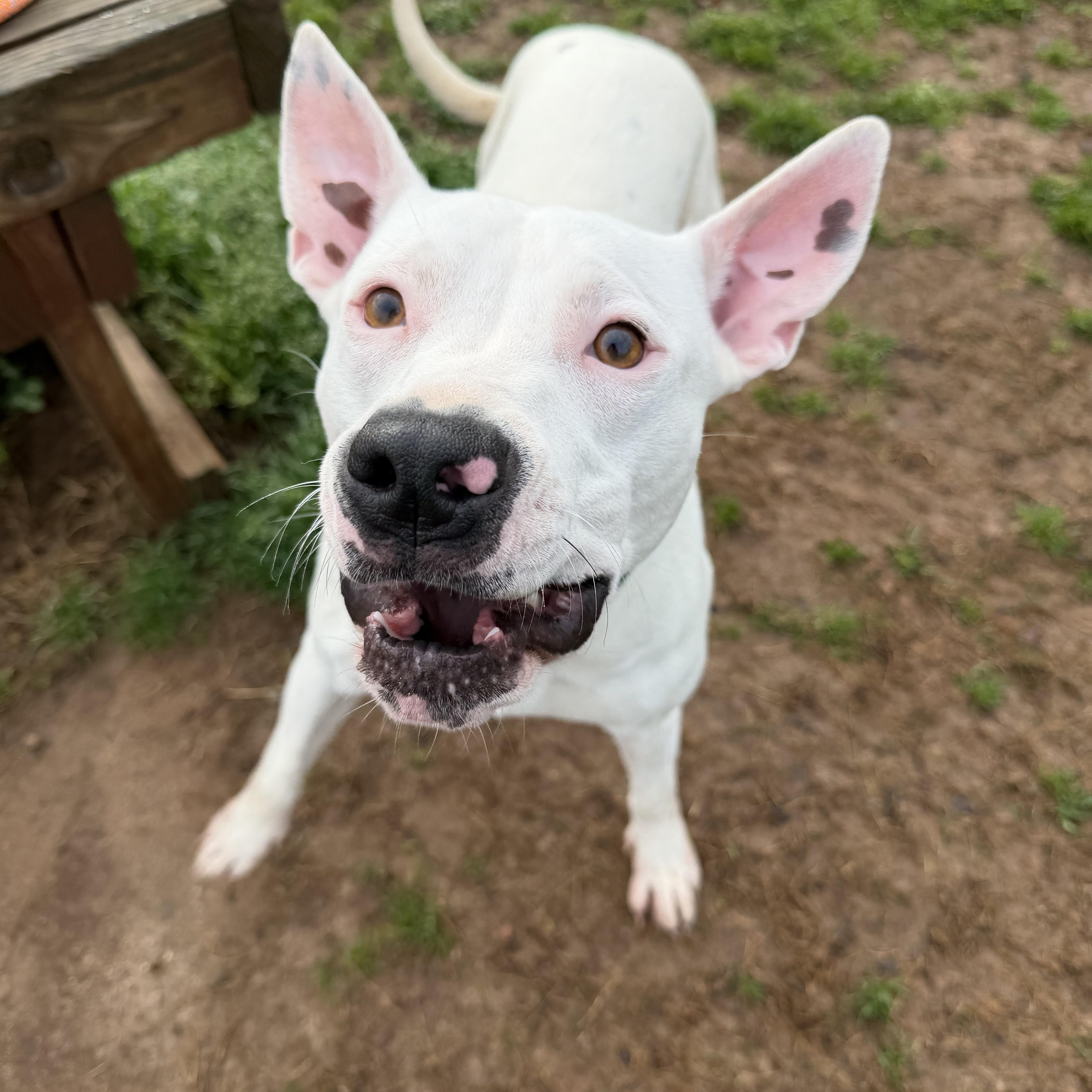 A young medium-sized female Bull Terrier dog named Precious for adoption in Powell, TN
