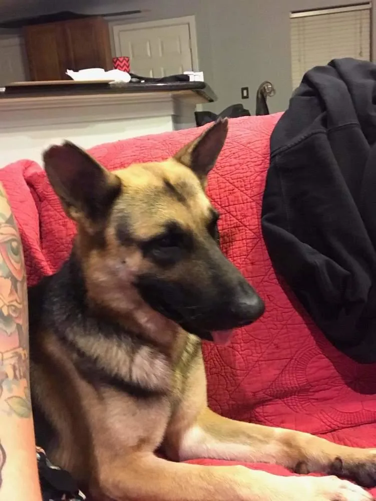 A young large-sized male Brown / Chocolate German Shepherd Dog named Mb for adoption in Sealy, TX
