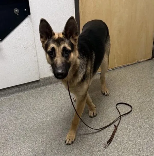 A young large-sized female German Shepherd Dog dog named Poppyseed for adoption in Escondido, CA