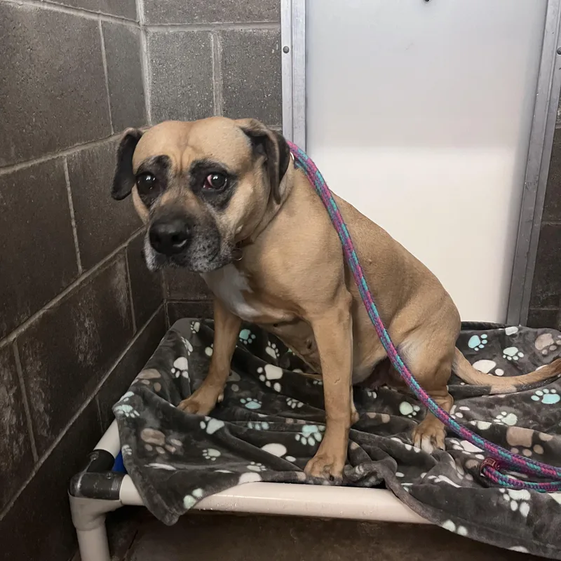 Whoopee Cushion thumbnail 2