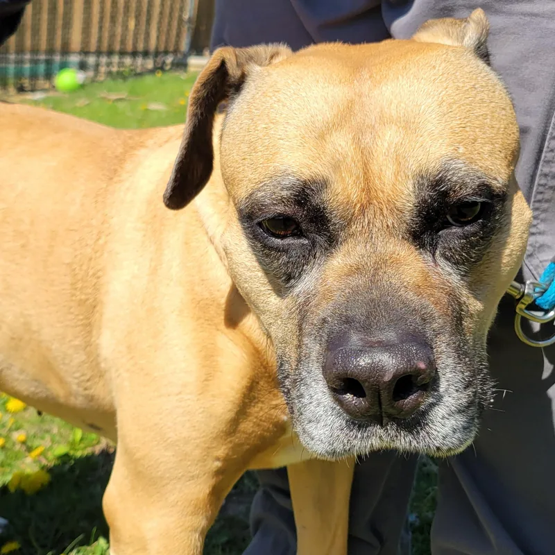 Whoopee Cushion thumbnail 3