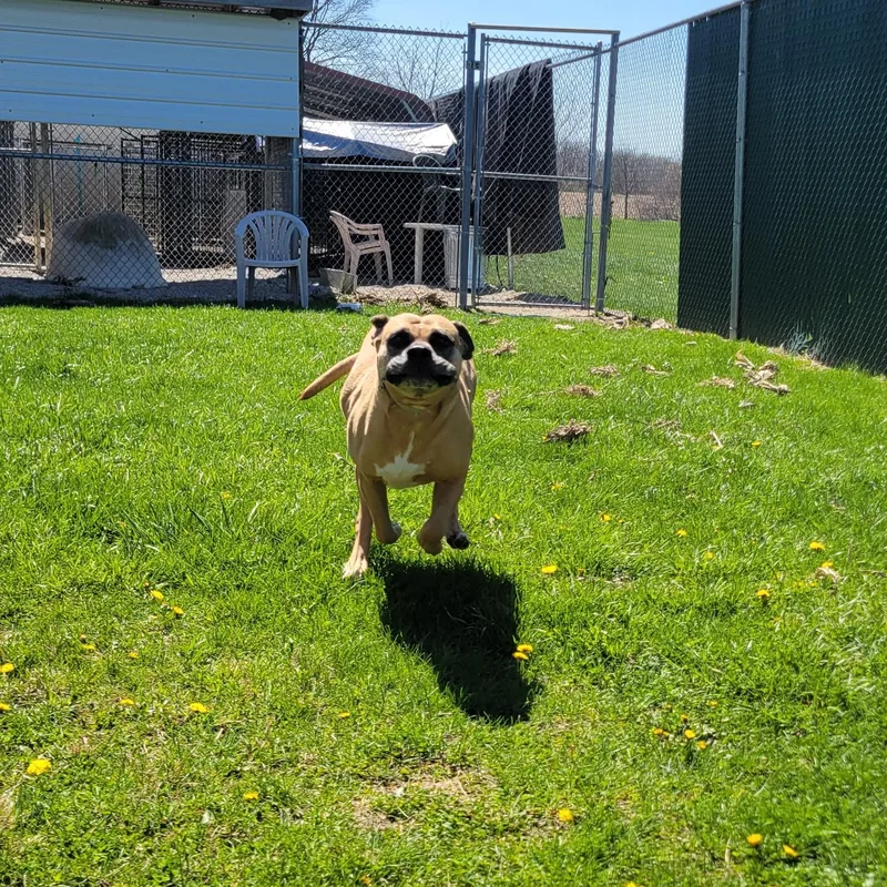 Whoopee Cushion thumbnail 4